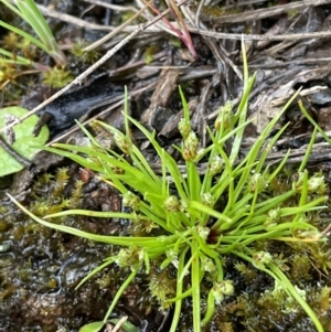 Isolepis cernua at Hackett, ACT - 1 Oct 2021