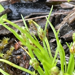 Isolepis cernua at Hackett, ACT - 1 Oct 2021