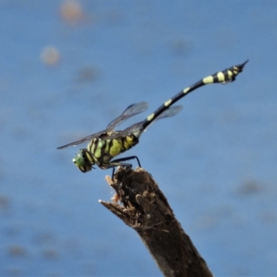 Unidentified Dragonfly (Anisoptera) at Cranbrook, QLD - 30 Nov 2019 by TerryS