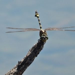 Ictinogomphus australis at Cranbrook, QLD - 17 Dec 2019 09:28 AM