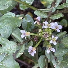 Rorippa nasturtium-aquaticum (Watercress) at Hackett, ACT - 1 Oct 2021 by JaneR