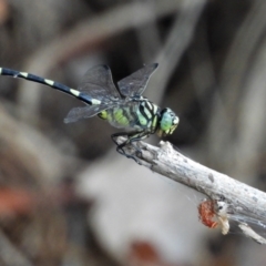 Unidentified Dragonfly (Anisoptera) at Cranbrook, QLD - 1 Jan 2020 by TerryS
