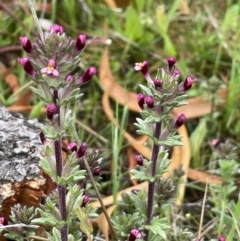 Parentucellia latifolia (Red Bartsia) at Mount Majura - 1 Oct 2021 by JaneR