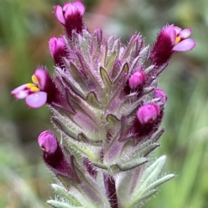 Parentucellia latifolia at Watson, ACT - 1 Oct 2021