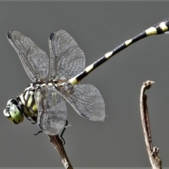 Unidentified Damselfly (Zygoptera) at Cranbrook, QLD - 7 Mar 2020 by TerryS