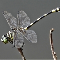 Unidentified Dragonfly (Anisoptera) (TBC) at Cranbrook, QLD - 7 Mar 2020 by TerryS