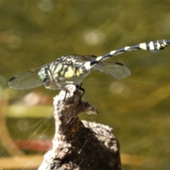 Ictinogomphus australis (Australian Tiger) at Cranbrook, QLD - 8 Nov 2019 by TerryS