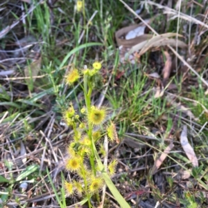 Drosera sp. at Downer, ACT - 28 Sep 2021