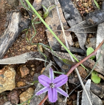 Thysanotus patersonii (Twining Fringe Lily) at Mount Majura - 1 Oct 2021 by JaneR