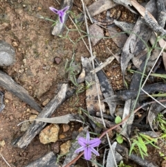 Thysanotus patersonii at Hackett, ACT - 1 Oct 2021 01:37 PM