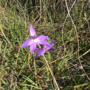 Glossodia major at Hackett, ACT - 28 Sep 2021