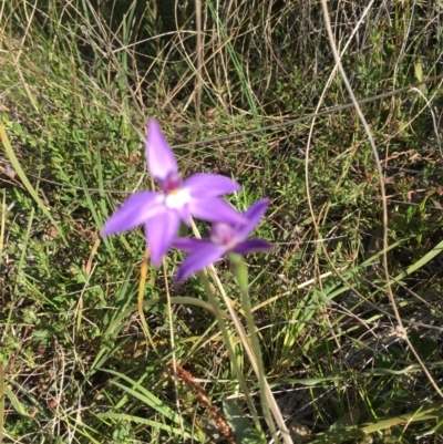 Glossodia major (Wax Lip Orchid) at Mount Majura - 28 Sep 2021 by rosiecooney