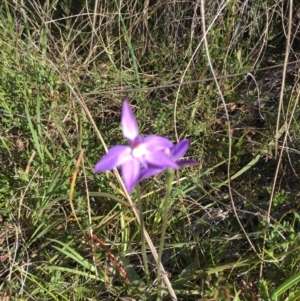 Glossodia major at Hackett, ACT - 28 Sep 2021