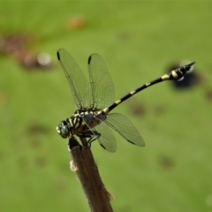 Unidentified Damselfly (Zygoptera) at Cranbrook, QLD - 11 Nov 2019 by TerryS