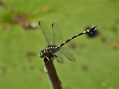 Ictinogomphus australis (Australian Tiger) at Cranbrook, QLD - 12 Nov 2019 by TerryS