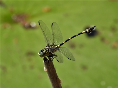 Ictinogomphus australis (Australian Tiger) at Cranbrook, QLD - 11 Nov 2019 by TerryS