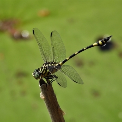 Ictinogomphus australis (Australian Tiger) at Cranbrook, QLD - 12 Nov 2019 by TerryS