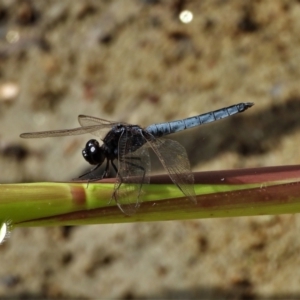 Crocothemis nigrifrons at Cranbrook, QLD - 2 Jan 2020