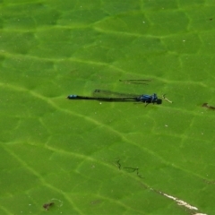 Pseudagrion microcephalum at Cranbrook, QLD - 20 Aug 2019 by TerryS
