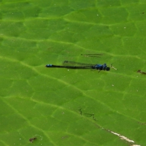 Pseudagrion microcephalum at Cranbrook, QLD - 20 Aug 2019