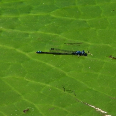 Pseudagrion microcephalum at Cranbrook, QLD - 20 Aug 2019 by TerryS