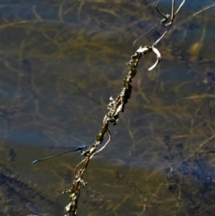 Pseudagrion microcephalum at Cranbrook, QLD - 8 Nov 2019 by TerryS