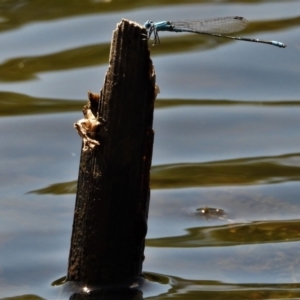 Pseudagrion sp. (genus) (Riverdamsel) at Cranbrook, QLD - 26 Nov 2019 10:13 AM