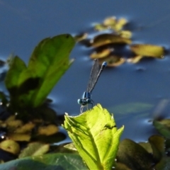 Unidentified Damselfly (Zygoptera) at Cranbrook, QLD - 9 May 2021 by TerryS