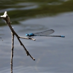 Pseudagrion sp. (genus) (Riverdamsel) at Cranbrook, QLD - 4 Oct 2019 by TerryS