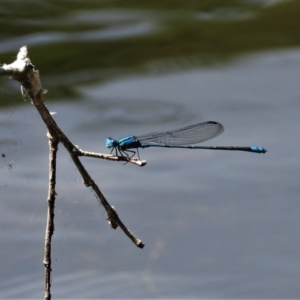 Pseudagrion sp. (genus) (Riverdamsel) at Cranbrook, QLD - 4 Oct 2019 10:24 AM