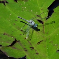 Diplacodes trivialis (Chalky Percher Dragonfly) at Cranbrook, QLD - 5 Oct 2019 by TerryS