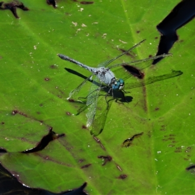 Unidentified Damselfly (Zygoptera) at Cranbrook, QLD - 5 Oct 2019 by TerryS