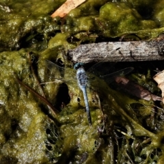 Unidentified Damselfly (Zygoptera) at Cranbrook, QLD - 1 Oct 2019 by TerryS