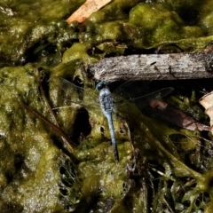 Unidentified Dragonfly (Anisoptera) at Cranbrook, QLD - 1 Oct 2019 by TerryS