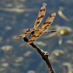 Rhyothemis graphiptera (Graphic Flutterer) at Cranbrook, QLD - 21 Oct 2019 by TerryS