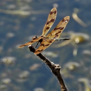 Rhyothemis graphiptera at Cranbrook, QLD - 21 Oct 2019 10:10 AM