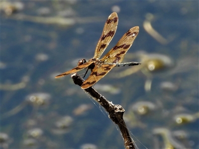 Rhyothemis graphiptera (Graphic Flutterer) at Cranbrook, QLD - 20 Oct 2019 by TerryS