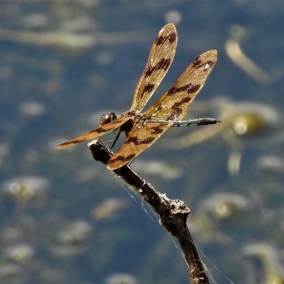 Rhyothemis graphiptera (Graphic Flutterer) at Cranbrook, QLD - 20 Oct 2019 by TerryS