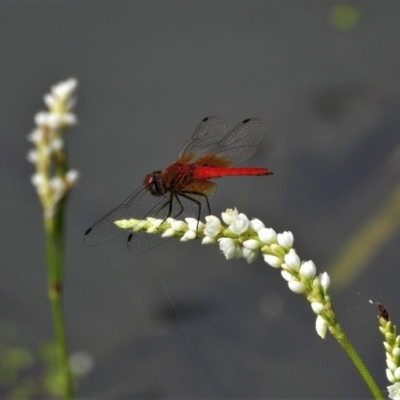 Aethriamanta circumsignata (Square-spot Basket) at Cranbrook, QLD - 26 Feb 2020 by TerryS