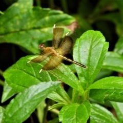 Unidentified Dragonfly (Anisoptera) at Cranbrook, QLD - 17 Apr 2021 by TerryS