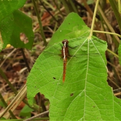 Rhodothemis lieftincki (Red Arrow) at Cranbrook, QLD - 18 Apr 2021 by TerryS