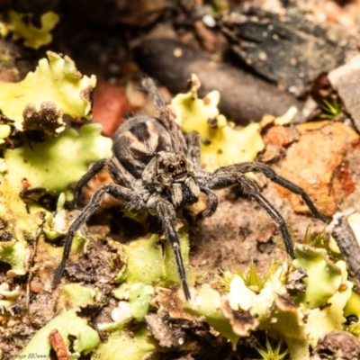 Venatrix pictiventris (Four-spotted Huntress) at Black Mountain - 1 Oct 2021 by Roger