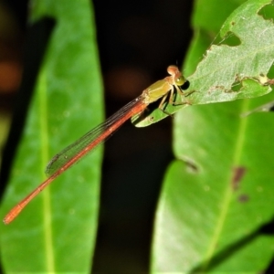 Ceriagrion aeruginosum at Cranbrook, QLD - 19 Jun 2021 11:32 AM