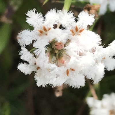 Leucopogon virgatus (Common Beard-heath) at Farrer, ACT - 27 Sep 2021 by Tapirlord