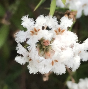 Leucopogon virgatus at Farrer, ACT - 27 Sep 2021