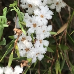 Leucopogon virgatus at Farrer, ACT - 27 Sep 2021 11:48 AM