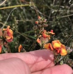 Dillwynia sericea (Egg And Bacon Peas) at Farrer, ACT - 27 Sep 2021 by Tapirlord