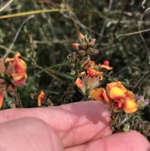 Dillwynia sericea at Farrer, ACT - 27 Sep 2021