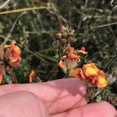 Dillwynia sericea (Egg And Bacon Peas) at Farrer, ACT - 27 Sep 2021 by Tapirlord