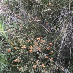 Dillwynia sericea at Farrer, ACT - 27 Sep 2021 11:45 AM